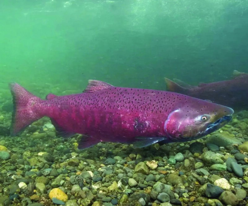 Washington conservation group proposes listing Alaska king salmon under